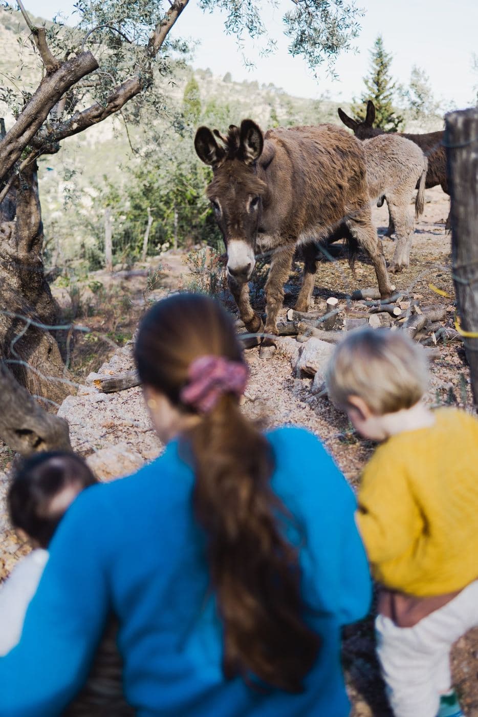 Meeting the resident donkeys